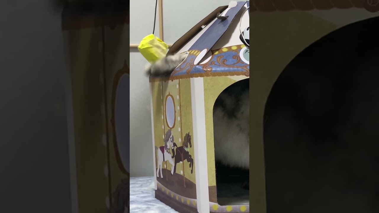 節分をすごく頑張った猫! #Shorts