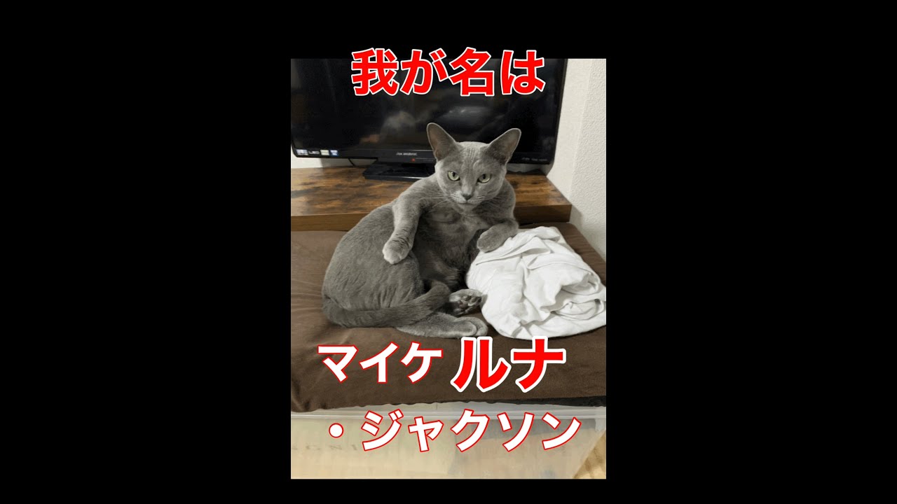 【猫動画】ムーンウォーク #ロシアンブルー #猫 #ムーンウォーク