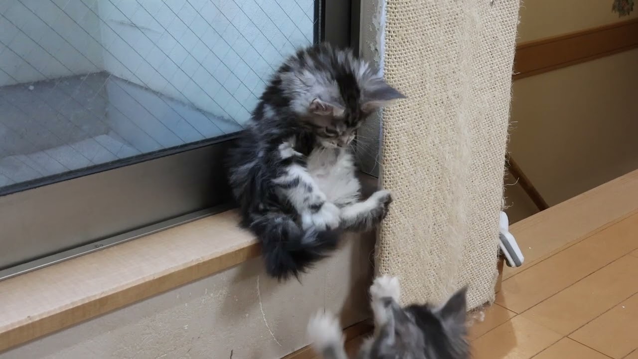 月曜朝リビングのメインクーン子猫達