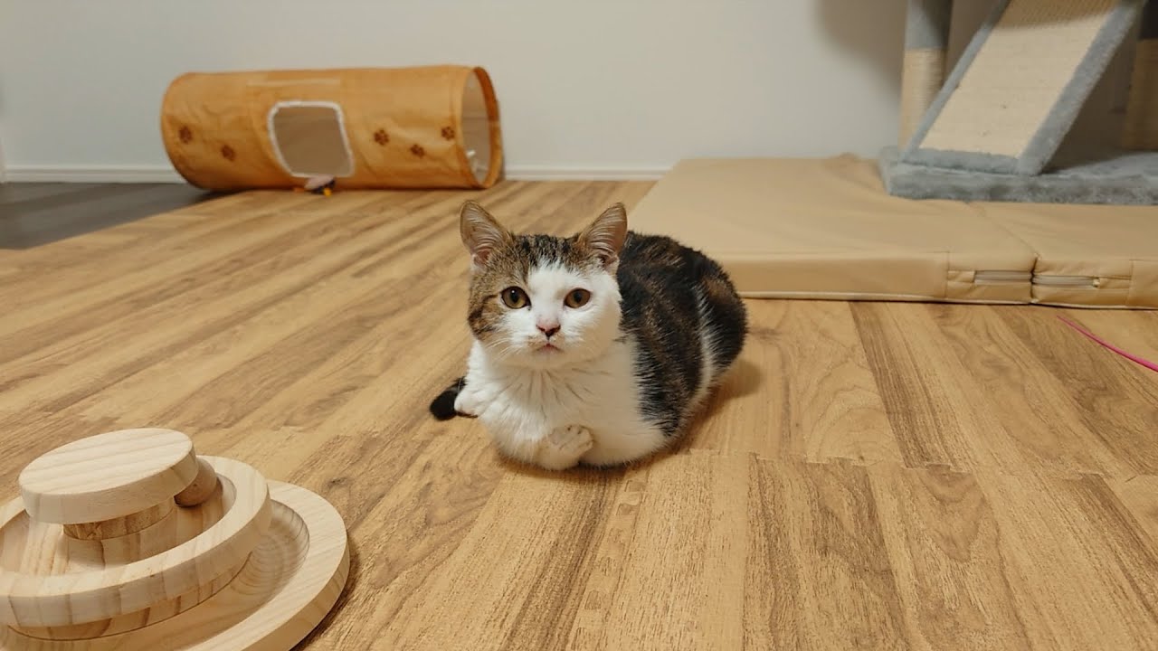 両足不自由な子猫のために沢山考えて、手術を決断しました。