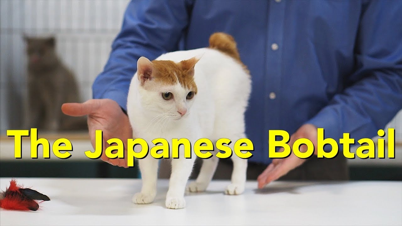 TICAキャットショーでのジャパニーズボブテイル