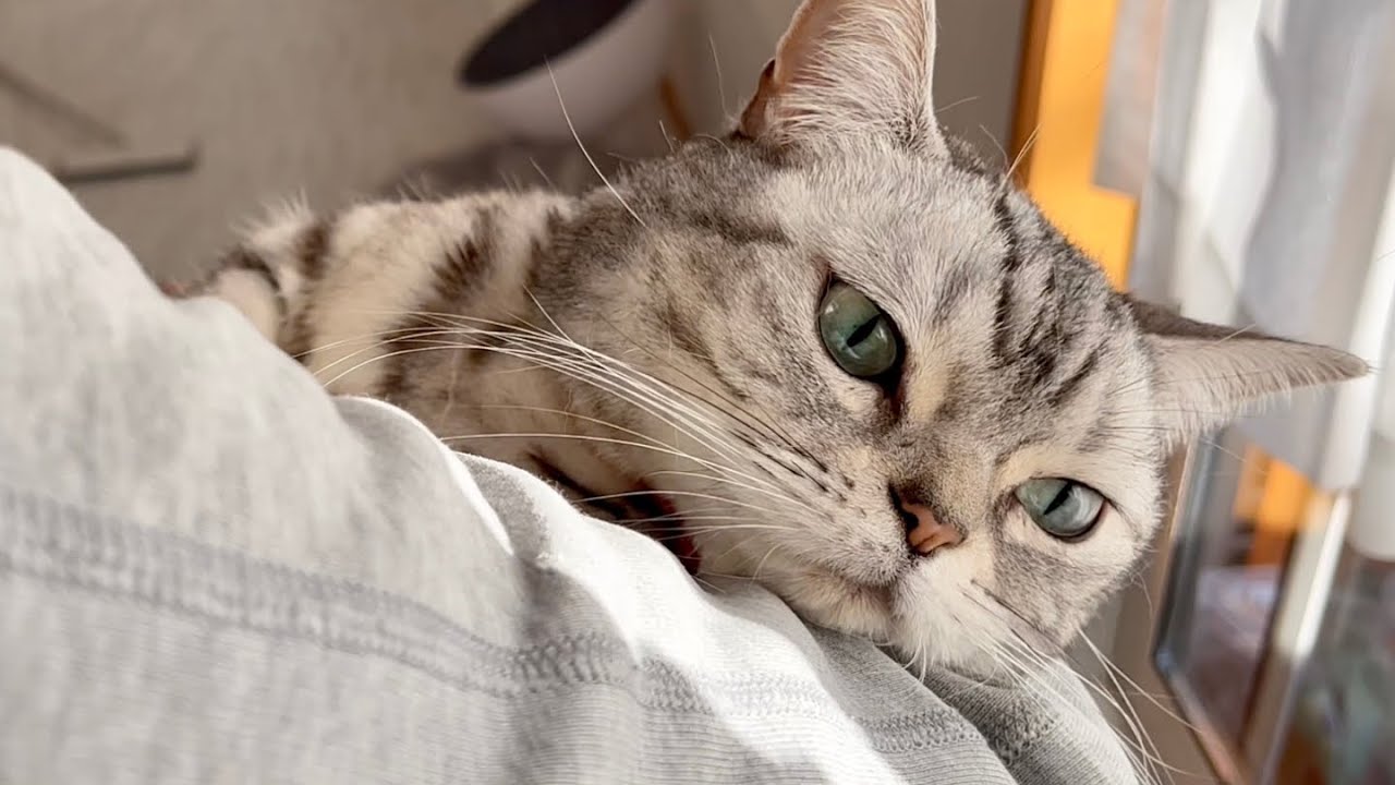 新居で抱っこされるアメリカンショートヘアのあいちゃん