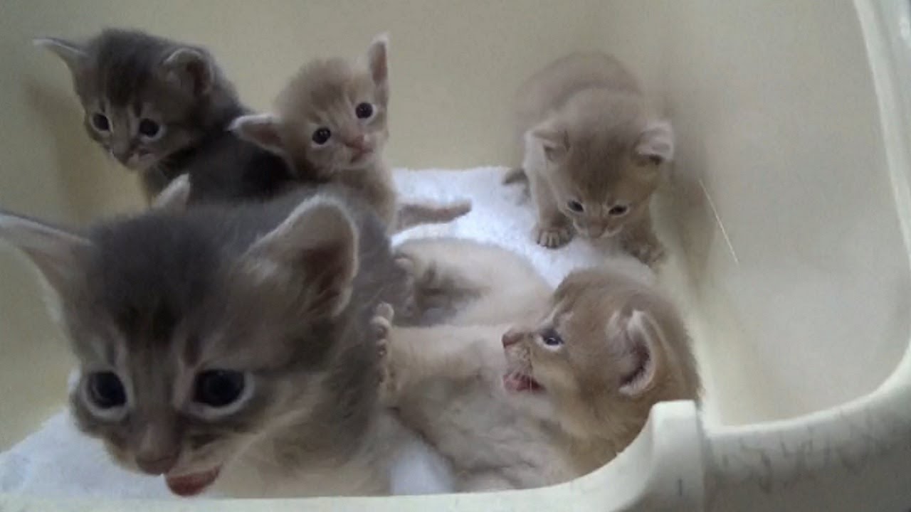 [ソマリ]　離乳食が始まりました