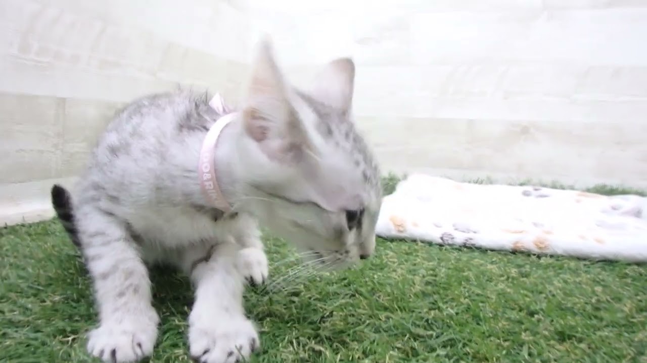 00605201 エジプシャンマウ