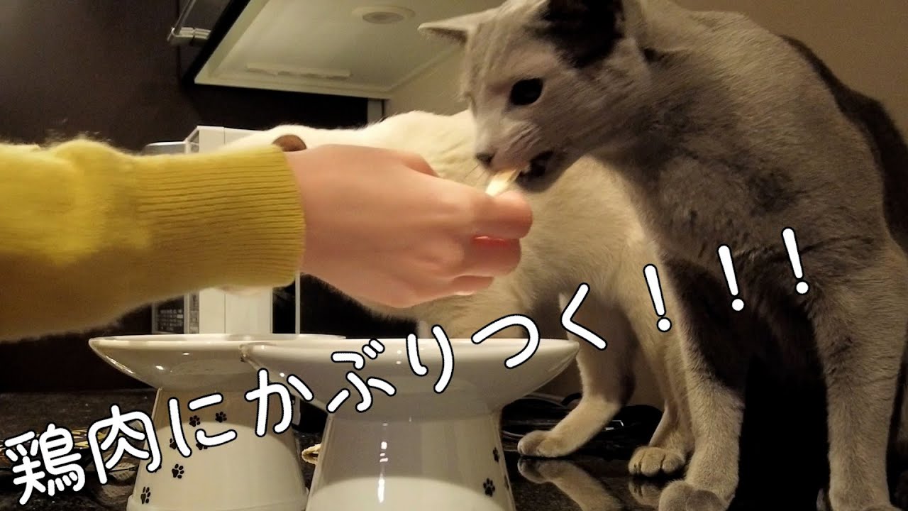 【鶏肉大好き！】【ロシアンブルー×トンキニーズ】鶏肉を美味しそうに食べる猫たち（＃8）