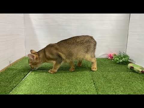 Coo&RIKU　No.596842　アビシニアン