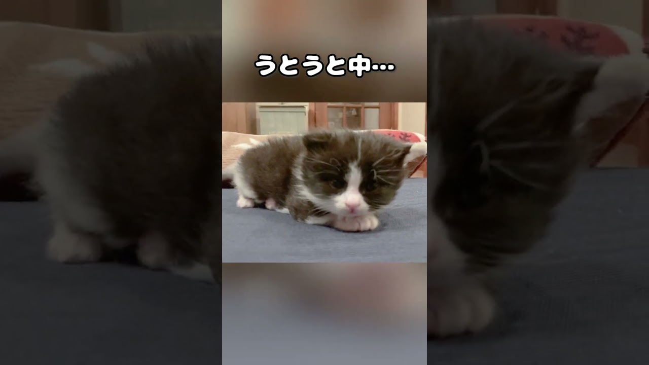 子猫が眠りにつく瞬間を捉えました #shorts