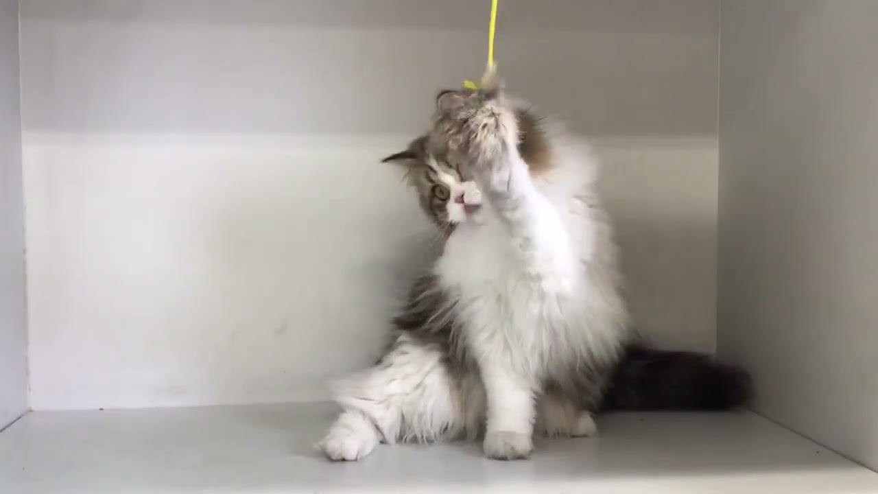 セルカークレックス 可愛い女の子です。