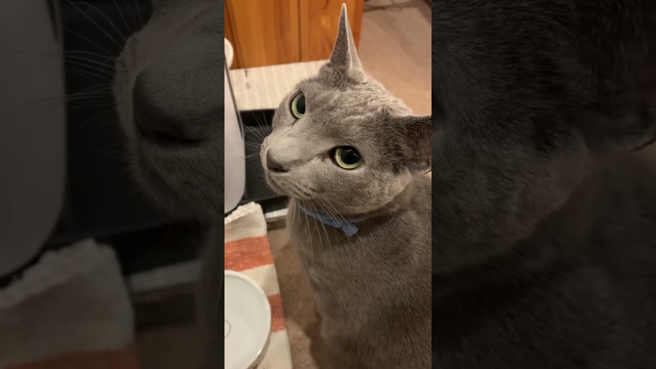 ごはんを催促するねこ⁉️🫢#shorts #ねこ #ロシアンブルー #russianblue