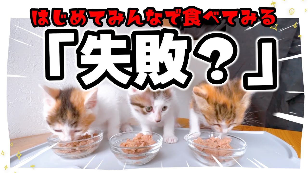 【子猫】はじめてみんなで離乳食を食べてみる！失敗編【保護猫生活32日目】