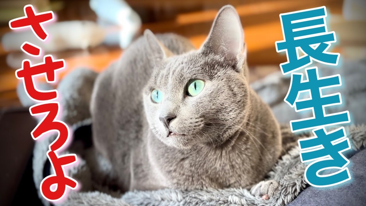 【ロシアンブルー】猫の4才は人間でいうと?~こてつの余命は? [Russian Blue cat Kotetsu]How old is a 4 year old cat in human terms?