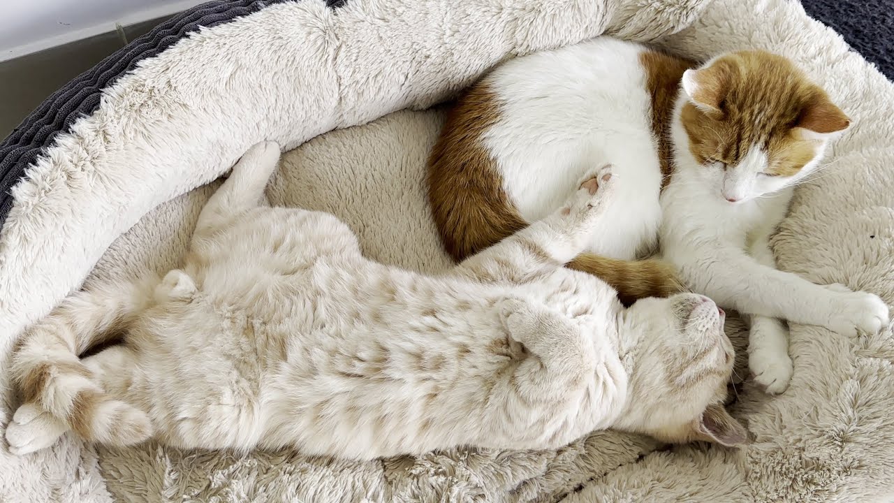 これが起こるまで愛らしい子猫は彼の背中に横になります