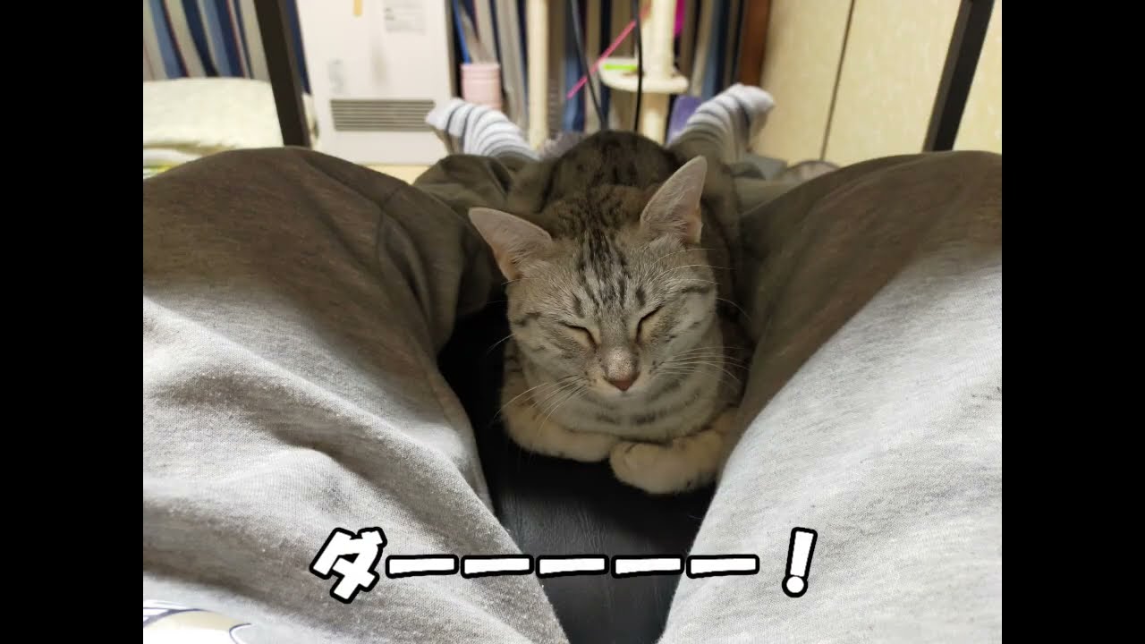【エジプシャンマウ】　猫足ノ猪木