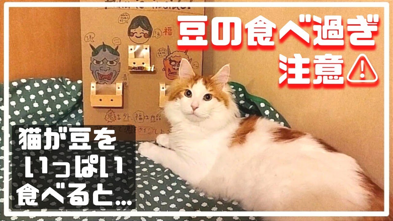 猫の豆知識【大型猫メインクーン】