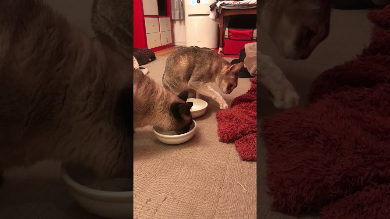 ご飯をいっぱい食べたいたぬき猫なのにゃ♪