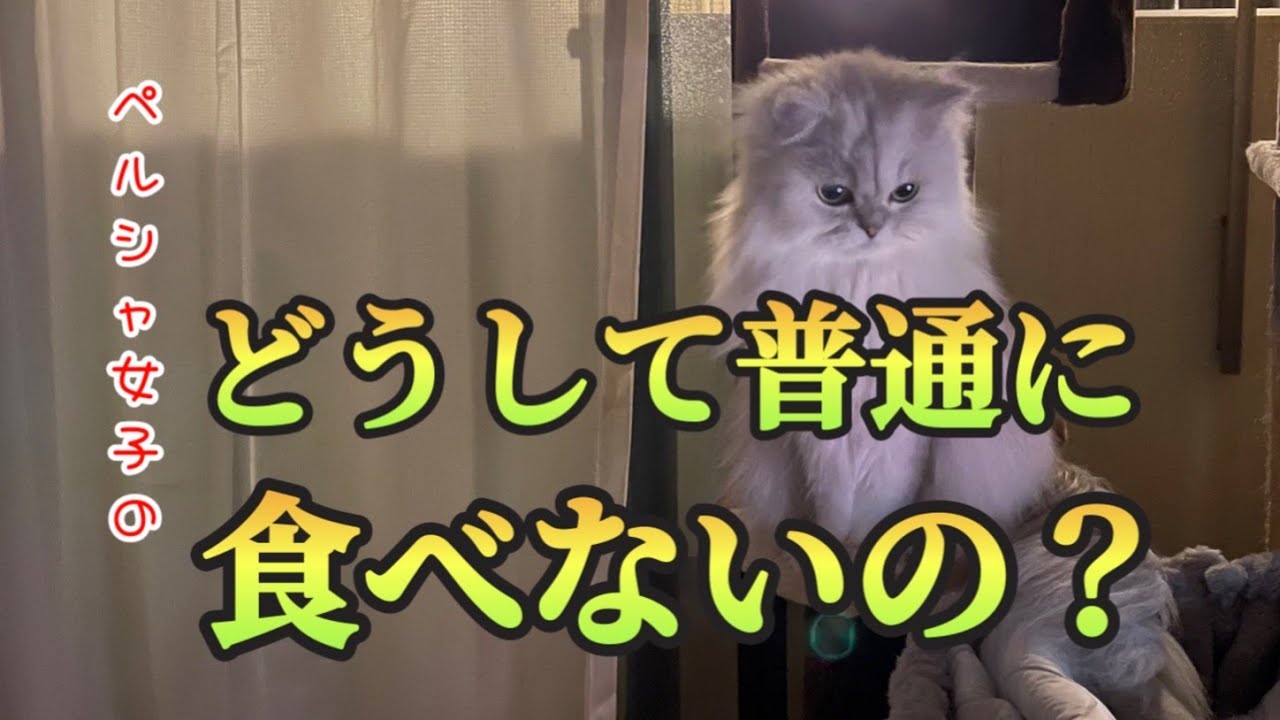 【猫動画】ペルシャ女子のどうして普通に食べないの？
