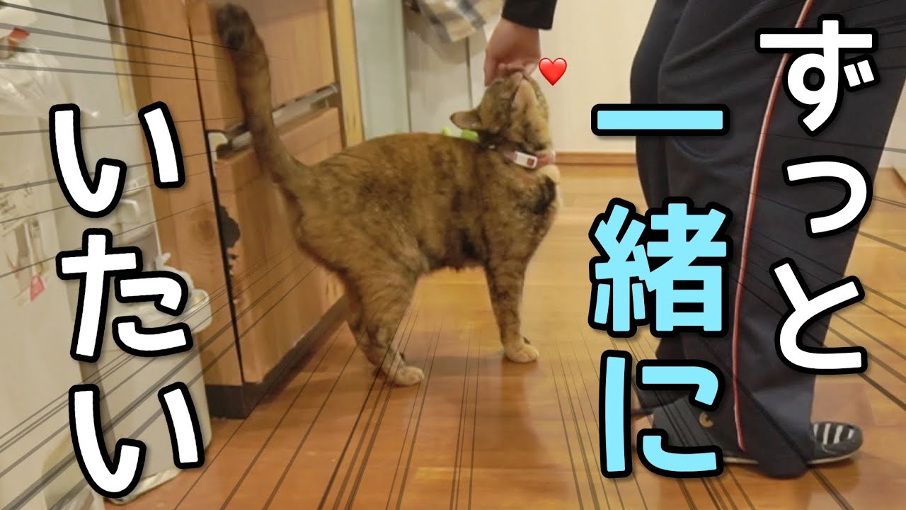 仕事から帰宅したら大喜びの猫のナイトルーティン
