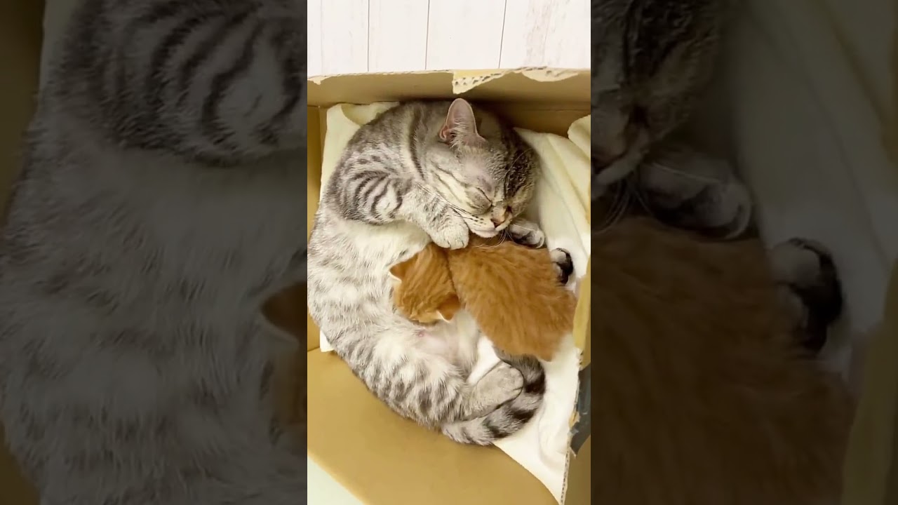 【癒し】赤ちゃん子猫に授乳するママ猫 #Shorts