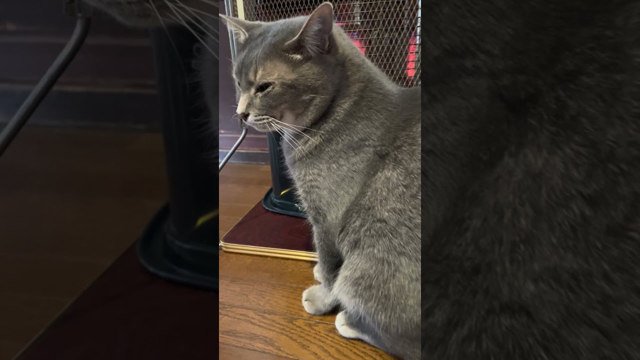 #風の猫　物思いにふけり寝ていて..　突然、飛び降りて..　アぁ～よく寝た！..と、ストーブの前に行き..　寝ぼけまなこでアクビして..　おもむろにストーブガードで爪を研ぐ猫…　shorts