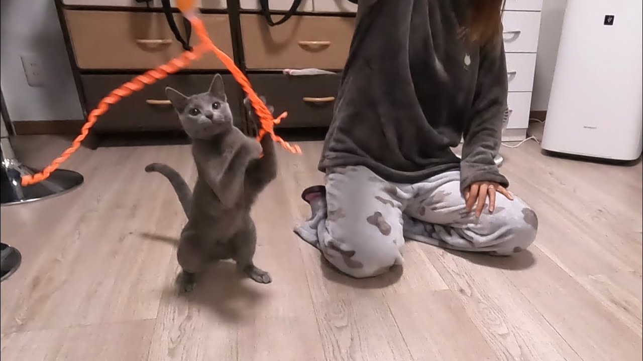 ママに全力で甘えた後に遊びをおねだりする可愛すぎる猫