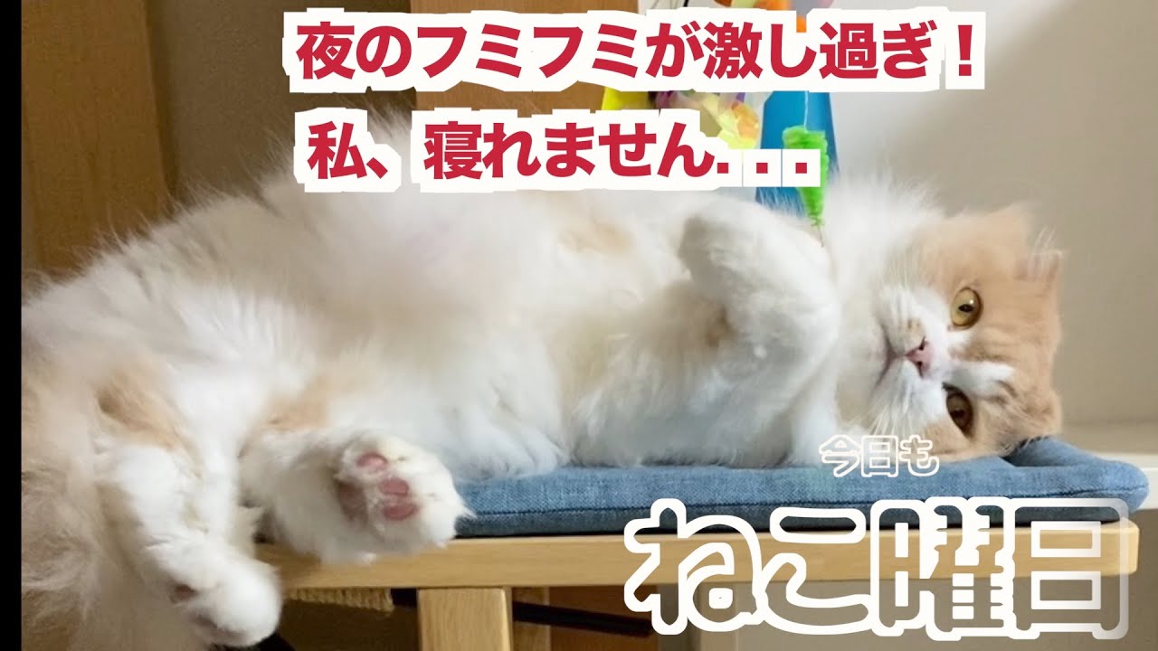 【スコティッシュフォールド】夜になると豹変する猫。フミフミ激し過ぎw