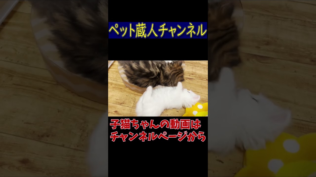 #マンチカン #子猫 #短足マンチカン #白猫 #ミヌエット #shorts