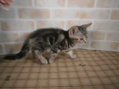 617347 アメリカンショートヘアー