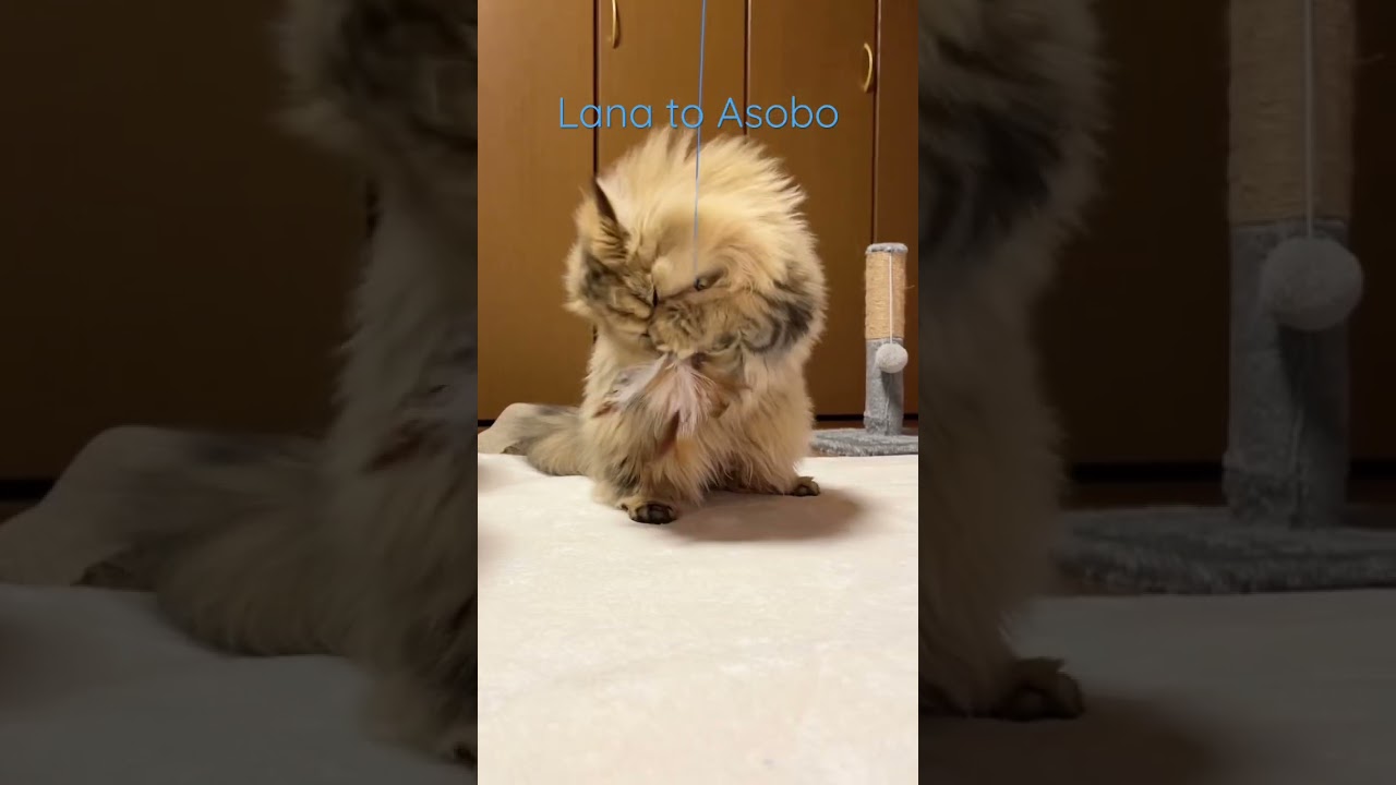 ペルシャ猫らなさんのダッシュと仁王 #ペルシャ子猫 #子猫 #cat