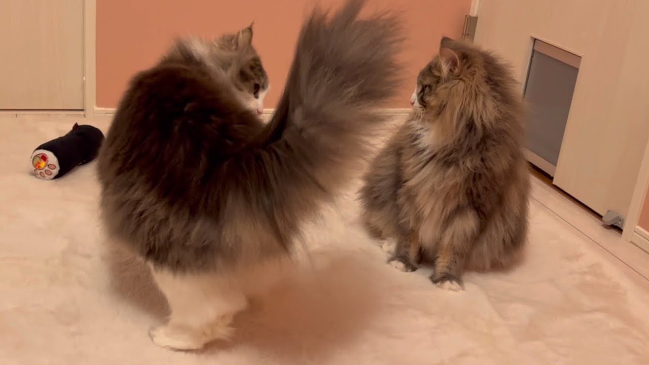 【威嚇⁉︎】仲良し兄弟のじゃれあいが可愛すぎる❤️ノルウェージャンフォレストキャット
