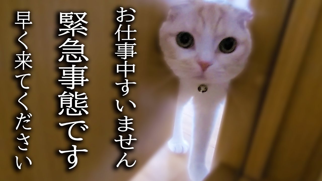 大変なものを見つけて報告に来た子猫について行ってみた結果...