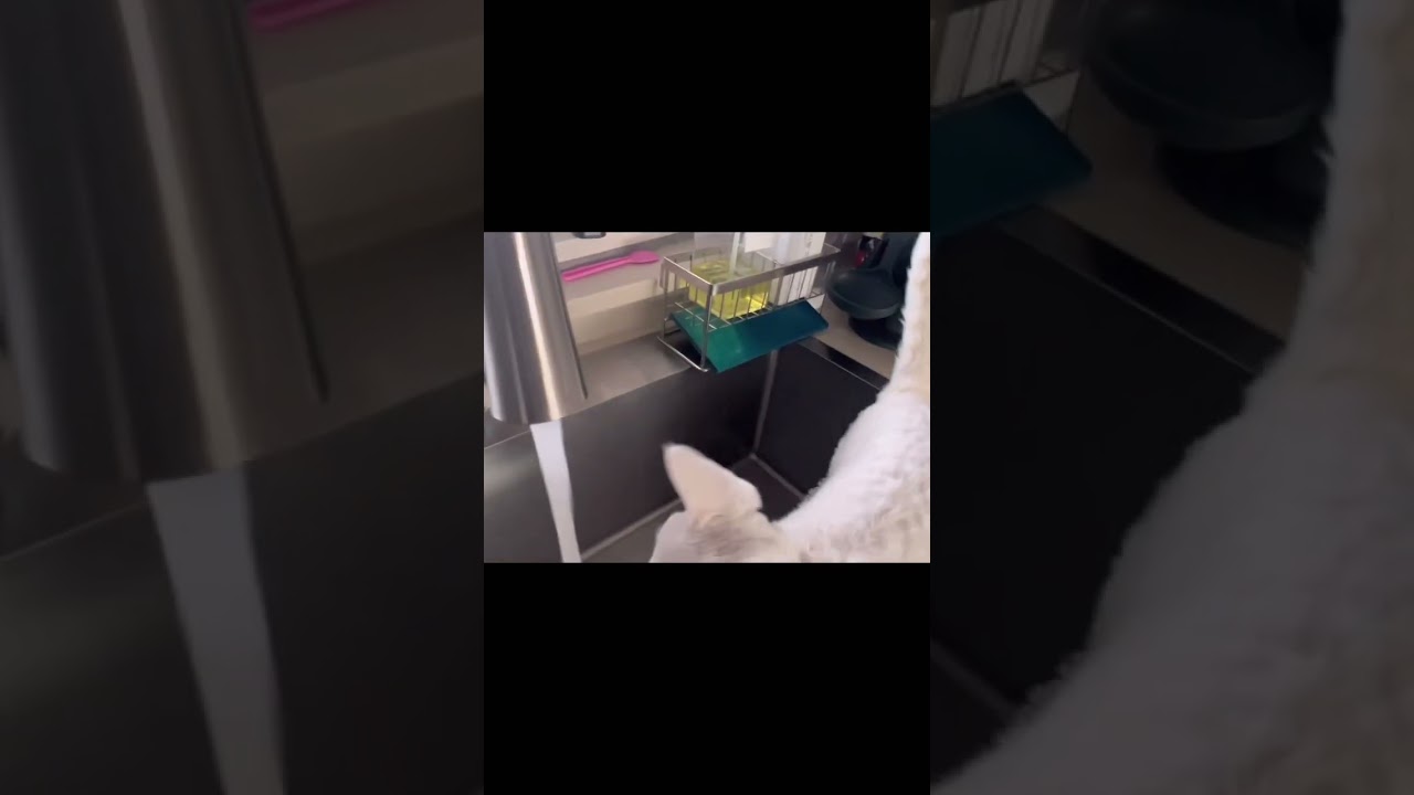 아침마다 고양이가 우는 이유는? #데본렉스 #고양이 #집사 #개냥이 #고양이일상