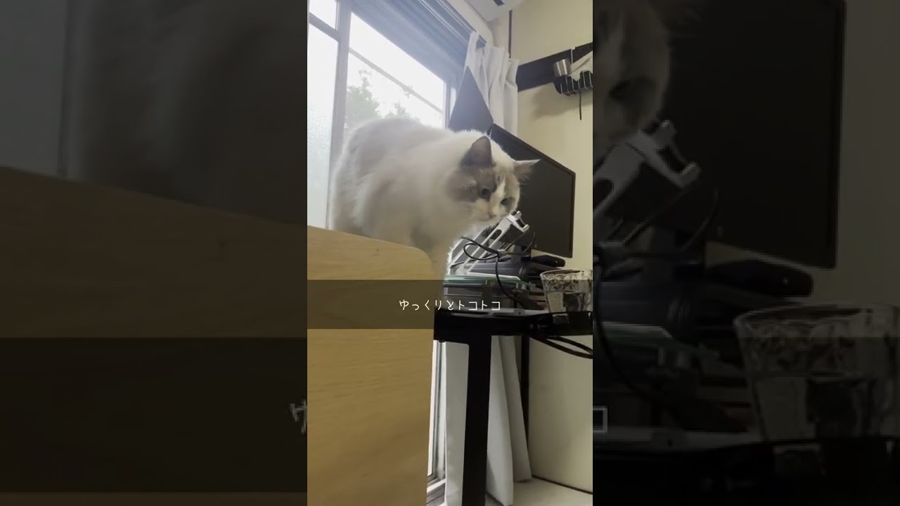 カメラを向けると鳴きながら近づいてくる猫【ラグドール】【かわいい】