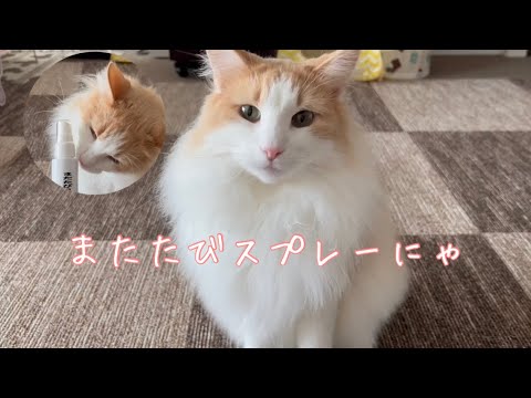 またたびスプレー使ってみた ノルウェージャンフォレストキャット