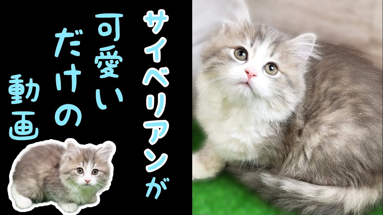 サイベリアン・子猫【厚木下荻野店】