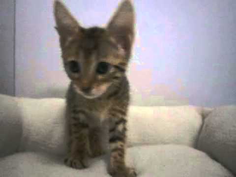 ペットショップCOO＆RIKUエジプシャンマウＮｏ２２３４０６