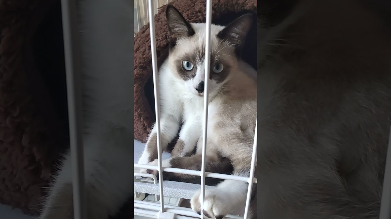 キャットベッドでくつろぐ仔猫【ぽん太郎の日々】シャムミックス　子ネコ#shorts