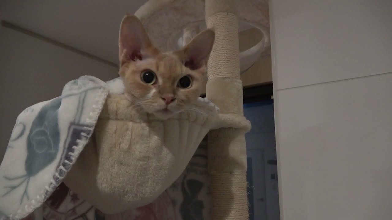 愛用のハンモックから出てこないデボン猫です