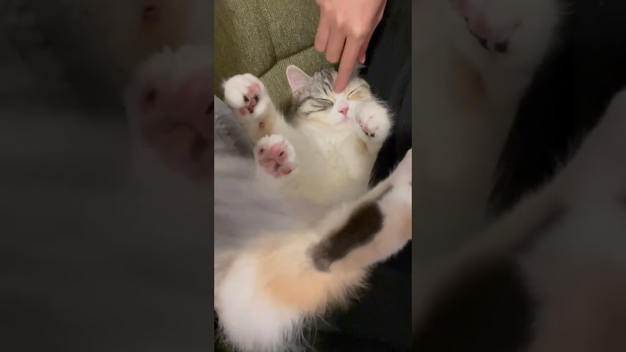 ラブラブ時間💕　#cat #cutecat #子猫 #猫 #癒し #スコテッシュフォールド