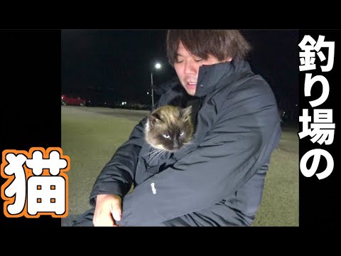 釣り場にいた人懐こい、もふもふシャム系の猫