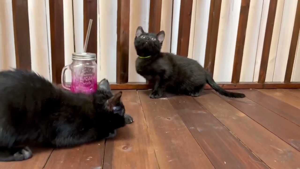 【ナナハチ’s ROOM】ボンベイ兄妹　20220329