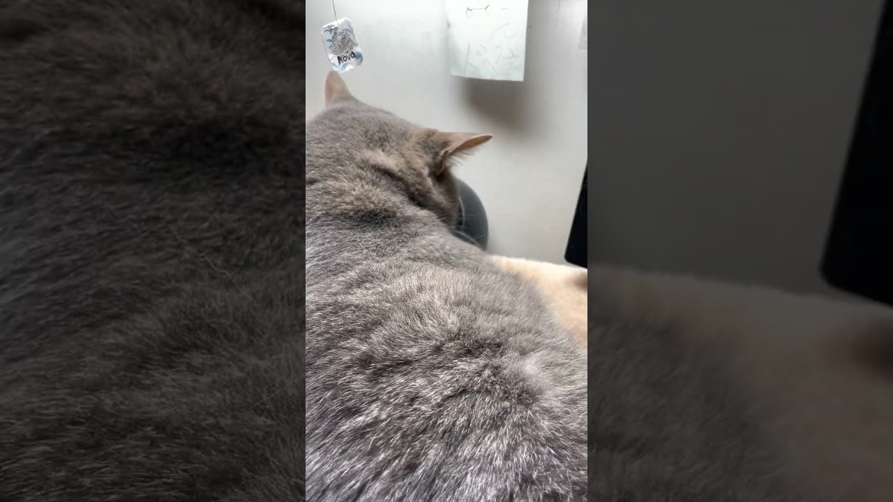 #風の猫　晴れた朝..　遊ぶのと..　水を飲むのとで忙しい猫…　#shorts