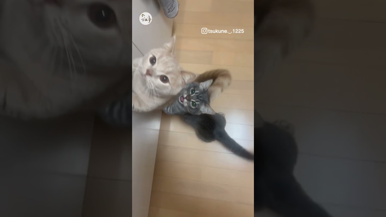 可愛すぎるおねだり！マンチカン子猫兄弟！Pretty please🐈