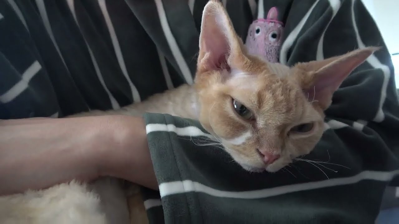 膝に乗ってきて、チュパチュパ＋踏み踏みをしてそのまま寝落ちしたデボン猫です