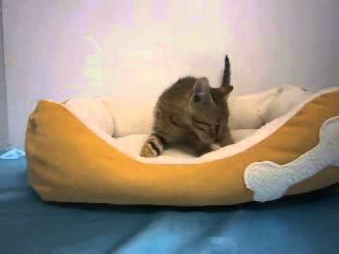 ペットショップCOO＆RIKUエジプシャンマウＮｏ２３０５０４