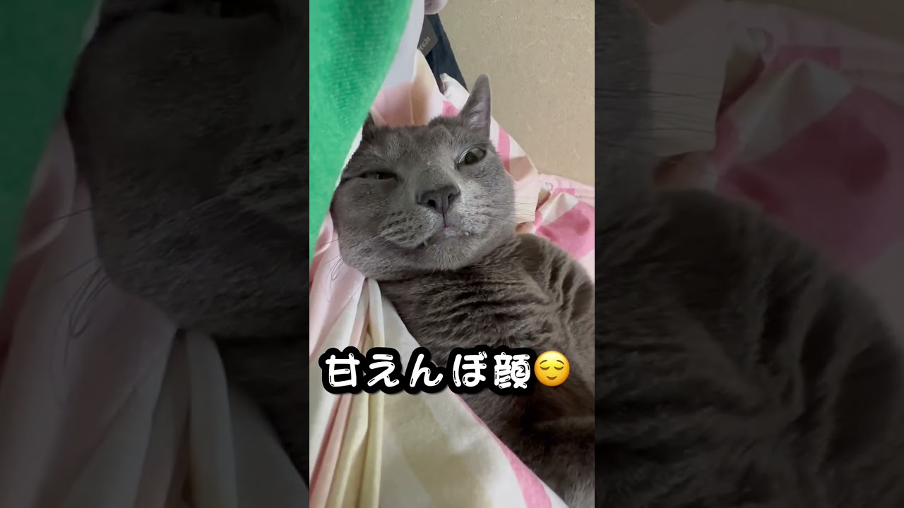 【ロシアンブルー】めろんと一緒に寝ると身体も心も暖かい😌【猫】#shorts