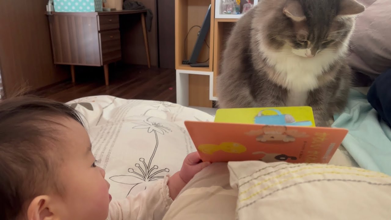 赤ちゃんとお姉ちゃんが遊び終わるのを静かな待つ猫　ノルウェージャンフォレストキャット　Cat quietly waiting for baby and sister to finish playing