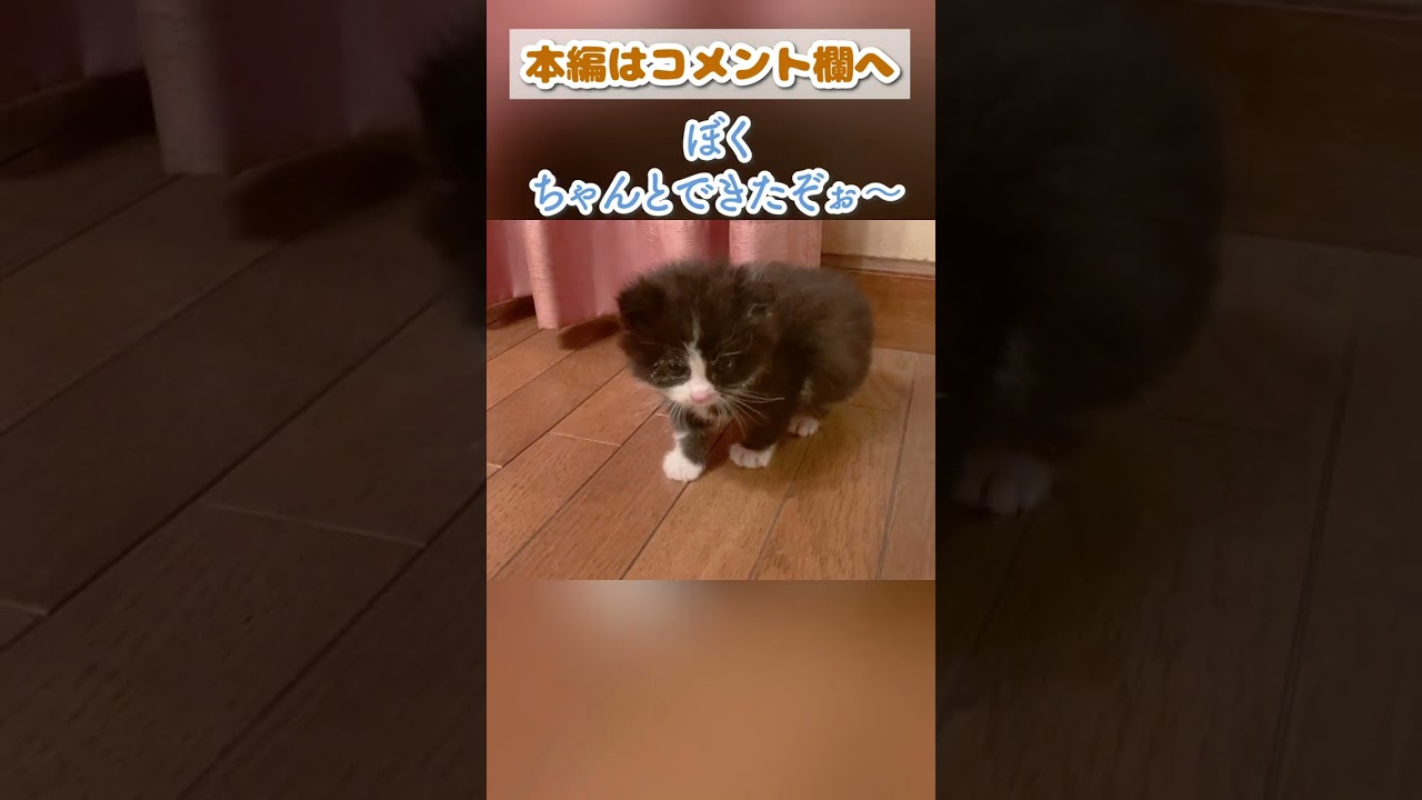 【子猫動画】初めてひとりでおしっこができたことを嬉しそうに報告してきたw #shorts