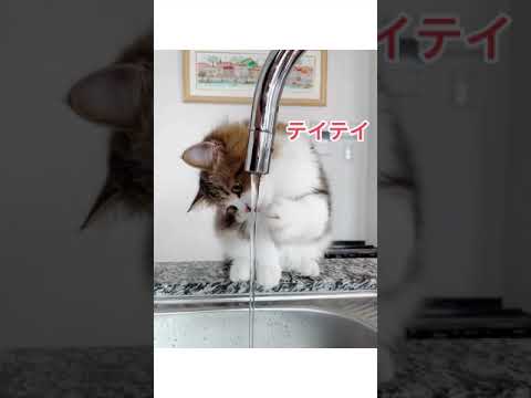 水道水をテイテイするサイベリアン子ネコ#shorts