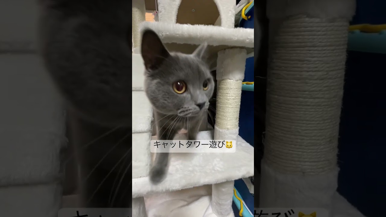 猫動画【キャットタワー遊び】🐱 #shorts