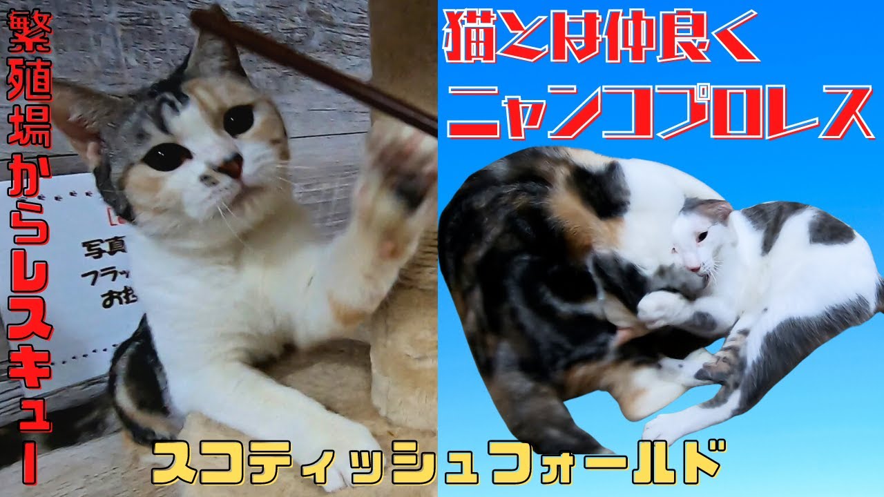 繁殖場からレスキューのスコティッシュフォールド人には甘えん坊で猫とは仲良くニャンコプロレス（保護猫カフェ猫の木）十三駅　Friendly Scottish Fold Cat Wrestling